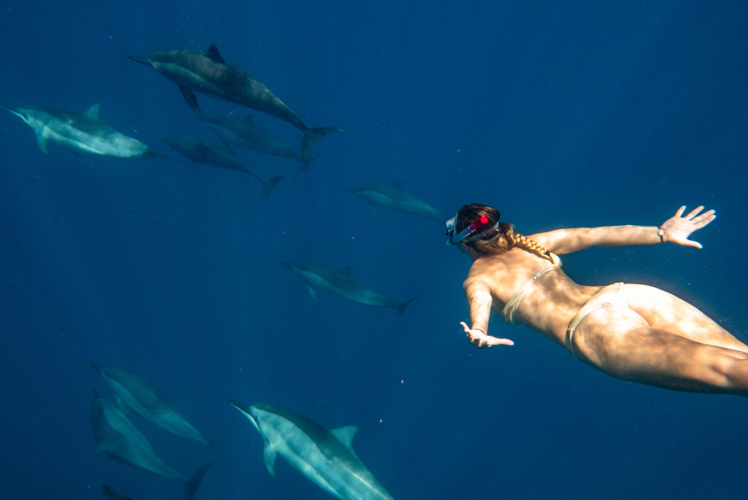 Dolphin Expedition