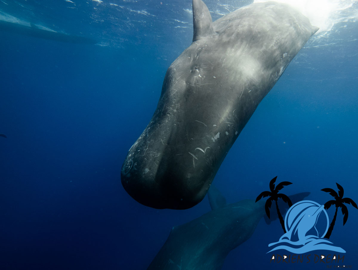 Whale watching on exclusivity