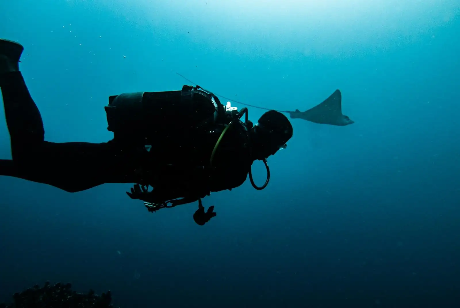 Luxury Dive