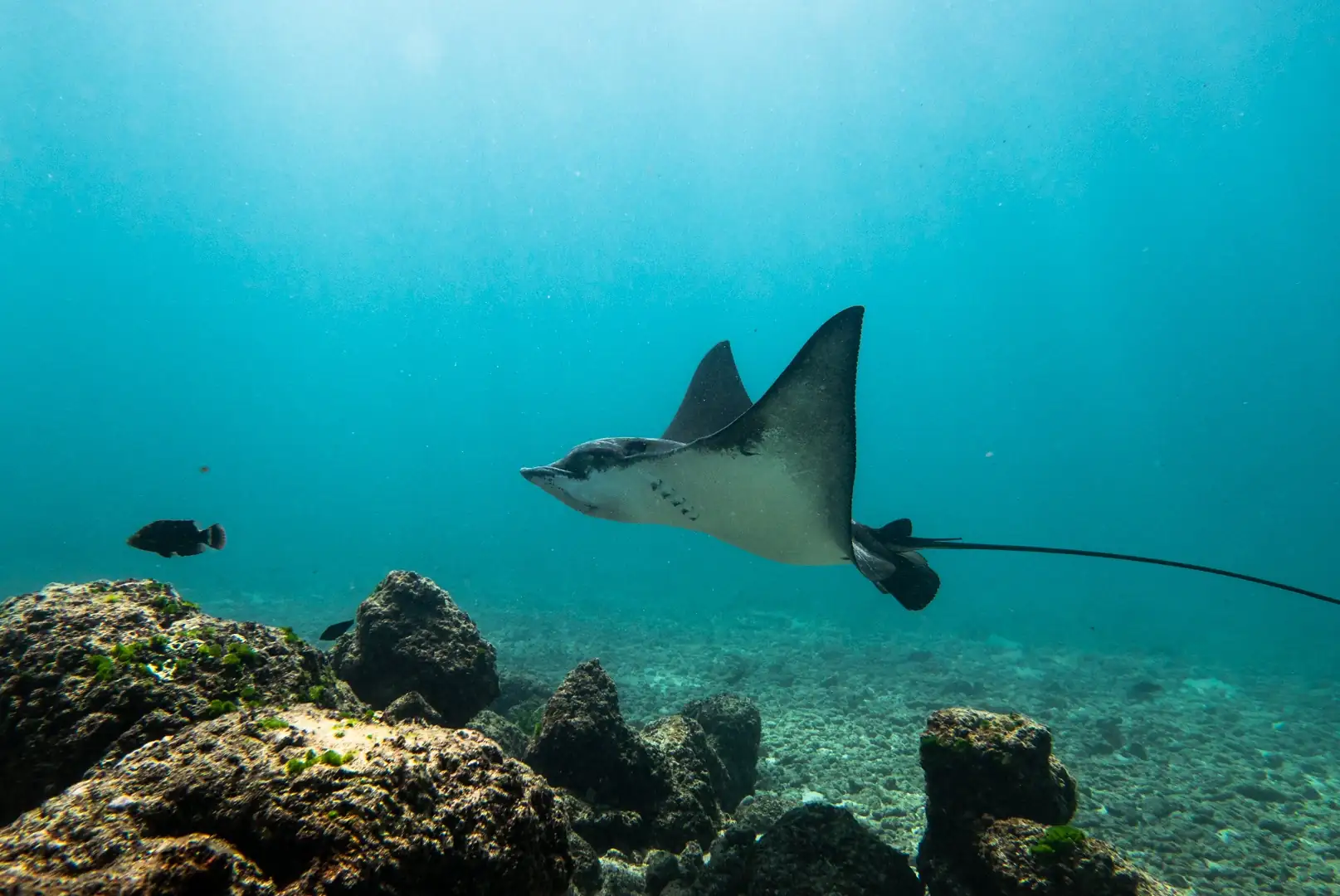 Wild Destinations on exclusivity